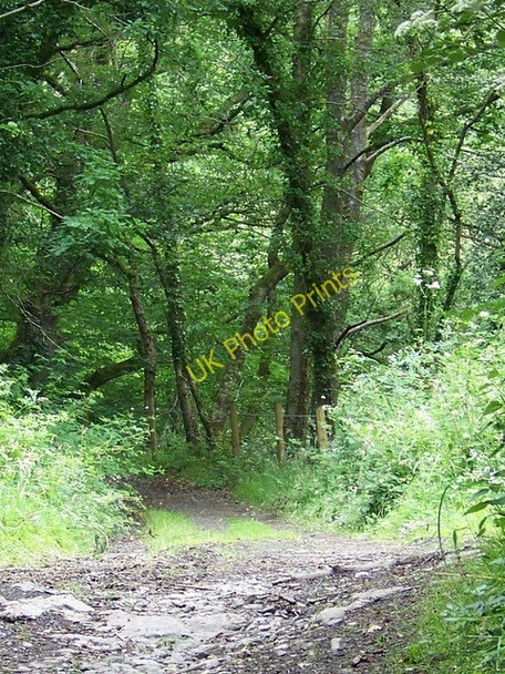 Photo 6"x4" Footpath near Fingle's Bridge Drewsteignton c2009
