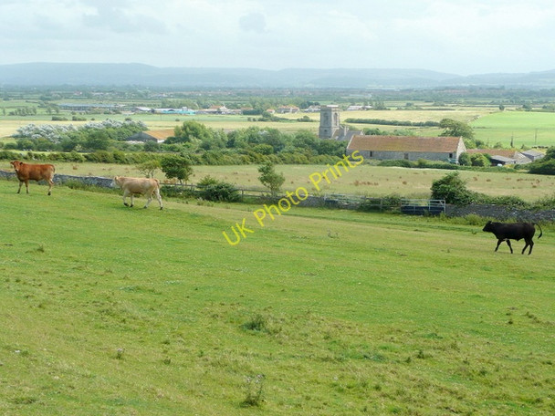 Photo 6"x4" Cattle on Middle Hope 1 Woodspring Priory c2009