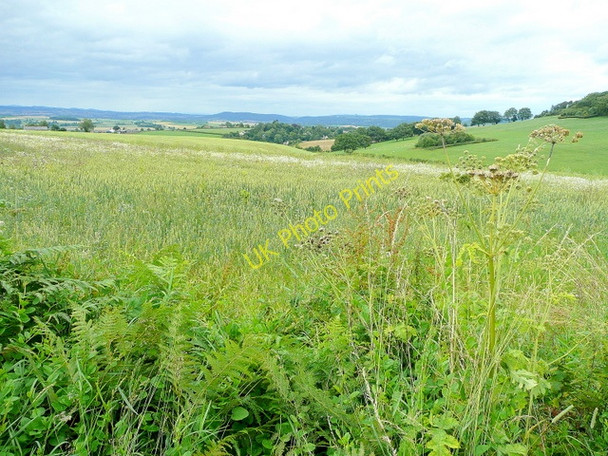 Photo 6"x4" Arable land in South Herefordshire Welsh Newton Common c2009