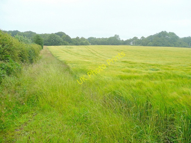 Photo 6"x4" Field of barley Welsh Newton c2009