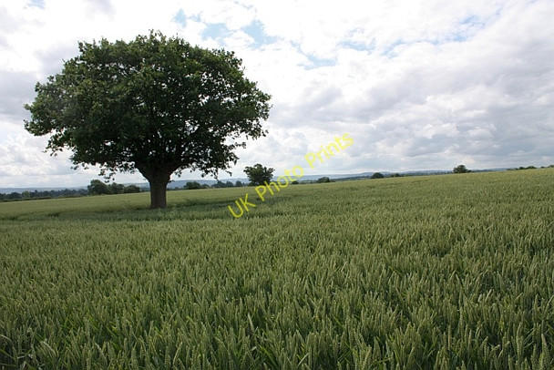 Photo 6"x4" Wheat Field, Forthampton Forthampton c2009