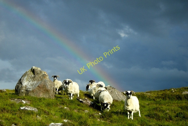 Photo 6"x4" Rainbow sheep (2) near Cuaig. Cuaig c2009