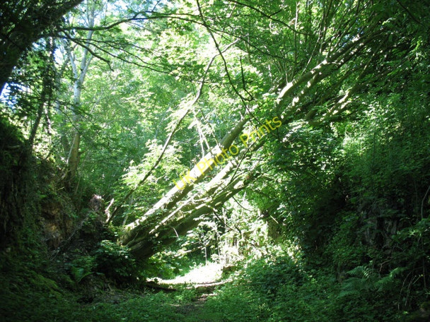 Photo 6"x4" Fallen tree Smardale c2009