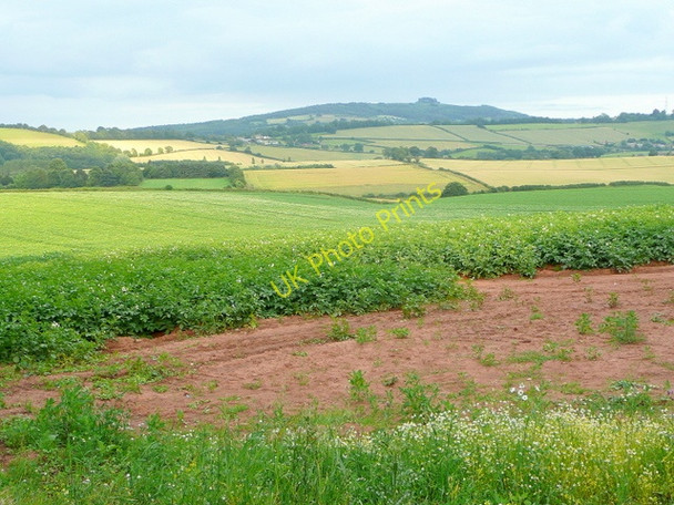 Photo 6"x4" Potato crop east of Bromsash Bromsash c2009