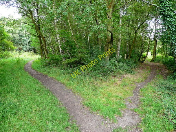 Photo 6"x4" Bisley Common 2 Miles Green\/SU9558 c2009
