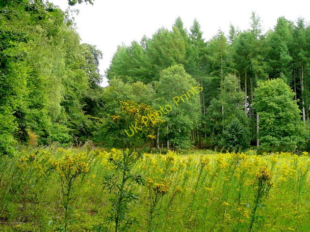 Photo 6"x4" Ragwort in the clearing Hearn c2009