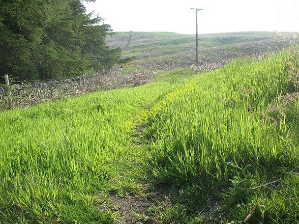 Photo 6"x4" Green shoots Middleton Hall\/NT9825 c2009