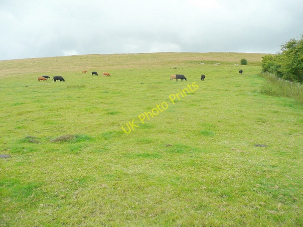 Photo 6"x4" Cattle grazing Badbury\/SU1980 c2009