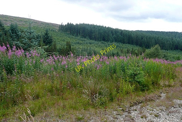 Photo 6"x4" Penllyn Forest Nant Hir\/SH9730 c2009