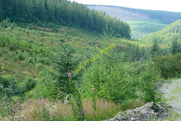 Photo 6"x4" Cwm Gwyn Penllyn Forest c2009