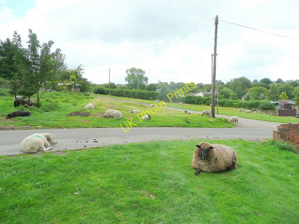 Photo 6"x4" Forest of Dean sheep 1 Readings\/SO6116 c2009