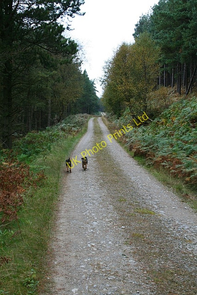 Photo 6"x4" Track in Wheeldale Plantation. Wheeldale Gill c2007