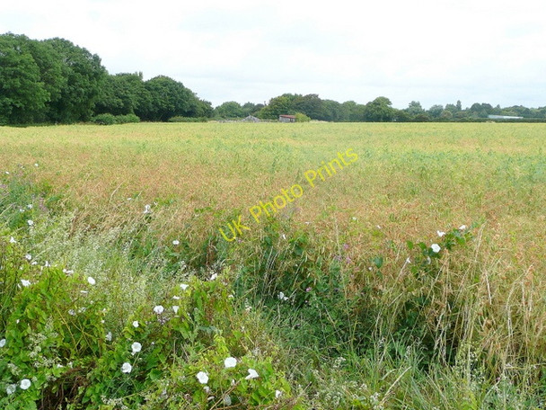 Photo 6"x4" Arable crop north of Bookers Lane Earnley c2009