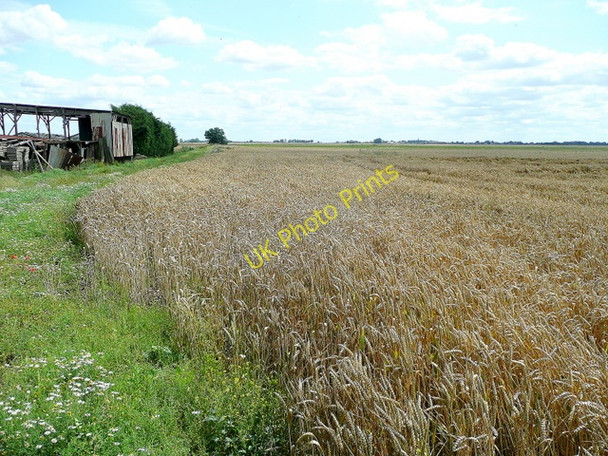 Photo 6"x4" Wheat crop by Owen's farm Deeping St Nicholas c2009