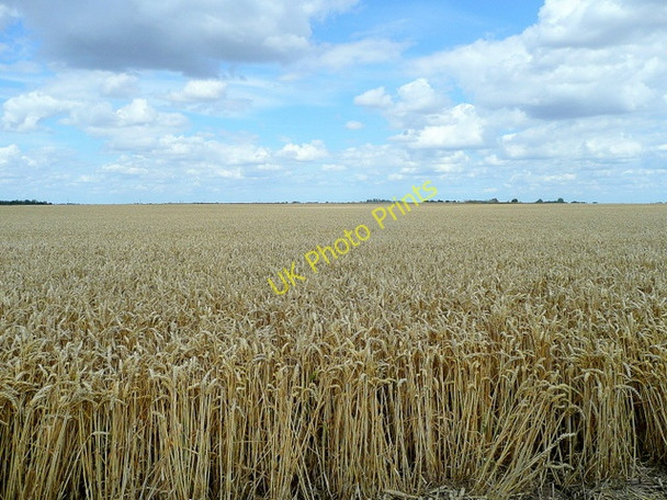 Photo 6"x4" Wheat crop at Worth's Farm Deeping St Nicholas c2009