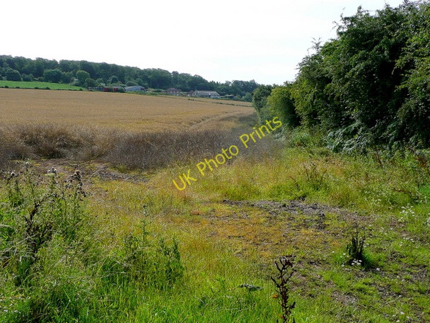 Photo 6"x4" Rape crop ripening Carterspiece c2009