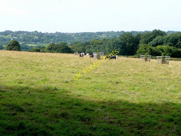 Photo 6"x4" Cattle pasture Carterspiece c2009