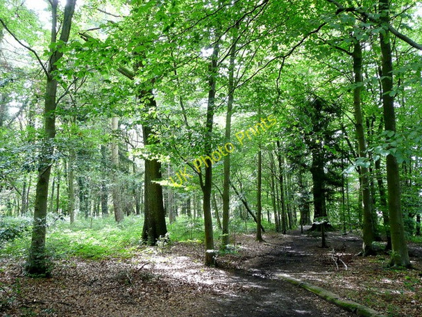 Photo 6"x4" The Royal Forest of Dean 1 Baker's Hill\/SO5811 c2009
