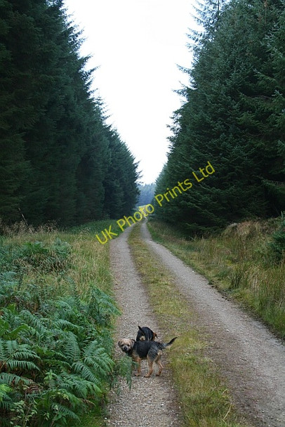 Photo 6"x4" Track in Wheeldale Plantation (4). Wheedale Plantation c2007