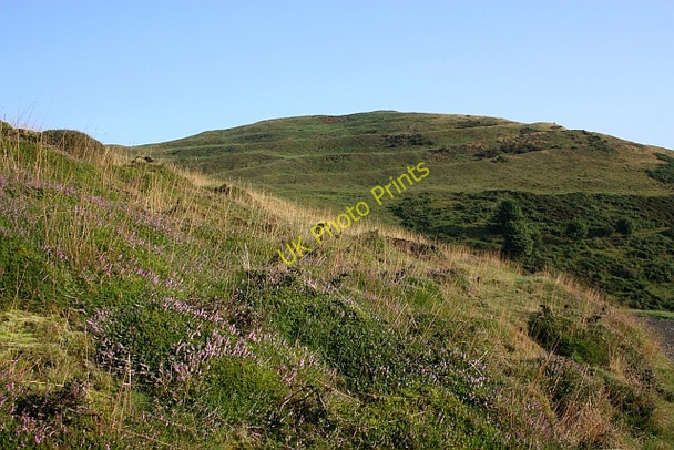 Photo 6"x4" Heather on the slopes of Millennium Hill Little Malvern c2009