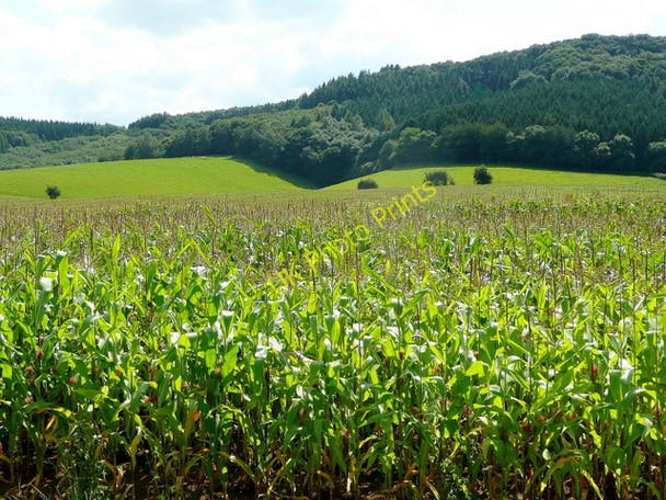 Photo 6"x4" Maize by The Penyard 2 Ross-on-Wye c2009