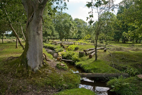 Photo 6"x4" Warwickslade Cutting: felled trees Bank\/SU2807 c2009