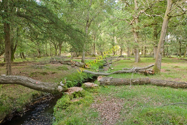 Photo 6"x4" Warwickslade Cutting: felled trees Bank\/SU2807 c2009