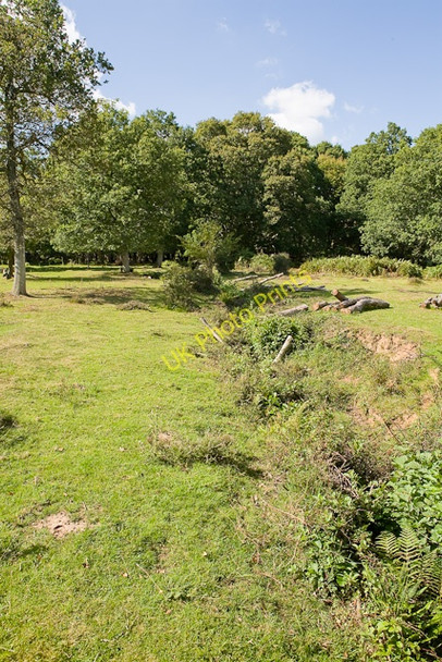Photo 6"x4" Warwickslade Cutting: north of the A35 Bank\/SU2807 c2009