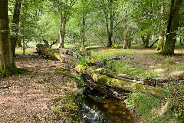 Photo 6"x4" Warwickslade Cutting: Knightwood Bank\/SU2807 c2009 P1