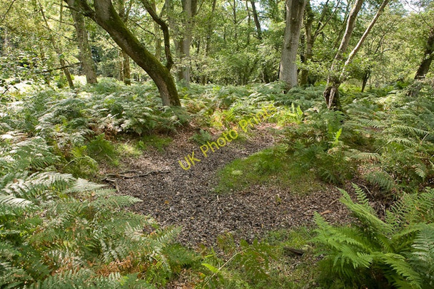 Photo 6"x4" Warwickslade Cutting: original stream bed, Knightwood end (start of sequence) Bank\/SU2807 c2009