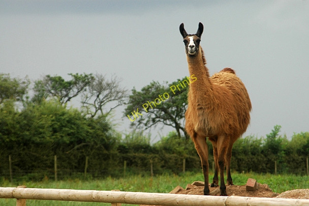 Photo 6"x4" Not a native of Staffordshire Abbots Bromley c2009