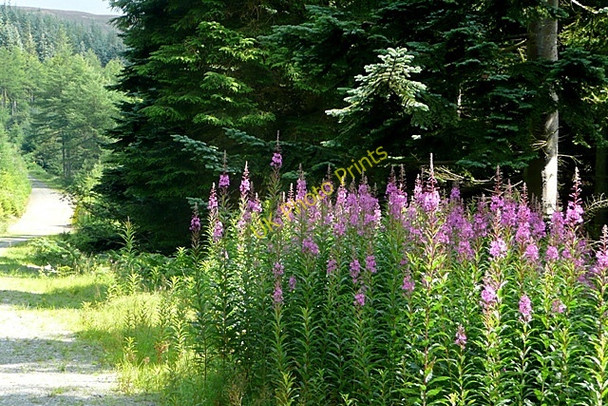 Photo 6"x4" In Penllyn Forest Nant Hir\/SH9730 c2009