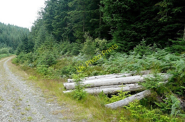 Photo 6"x4" In Penllyn Forest Nant Hir\/SH9730 c2009