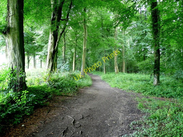 Photo 6"x4" Forest walk Berry Hill\/SO5712 c2009