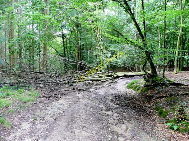 Photo 6"x4" Tree across the path Hillersland c2009