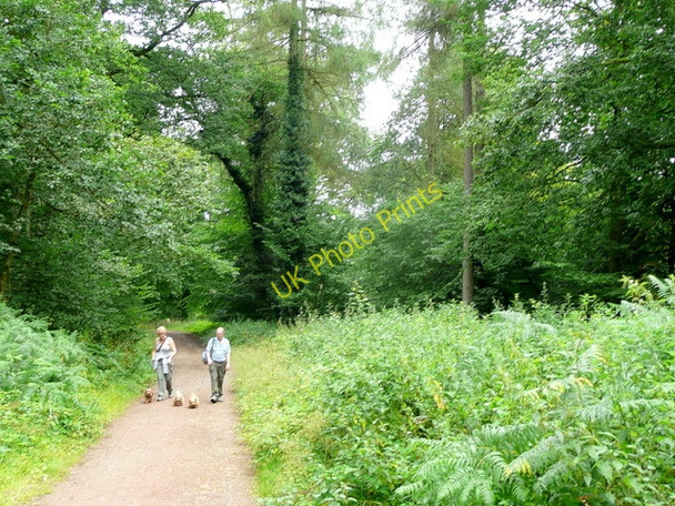 Photo 6"x4" Forest footpath users, 1 Staunton\/SO5512 c2009