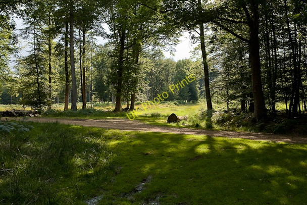 Photo 6"x4" Track crossing in Vinney Ridge Inclosure Bank\/SU2807 c2009