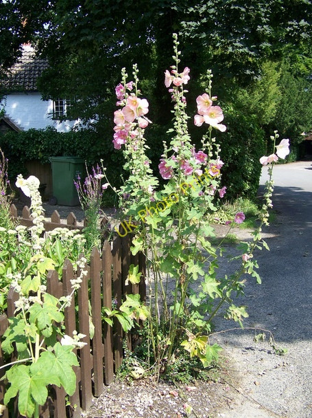 Photo 6"x4" Hollyhocks, Clyffe Pypard Clyffe Pypard c2009