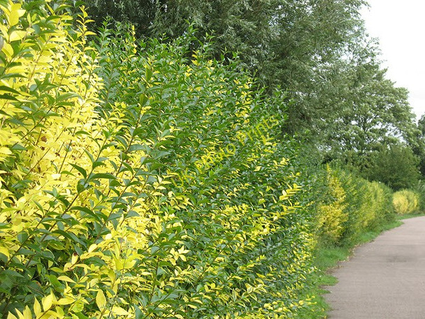 Photo 6"x4" Shades of green Hoddesdon c2009