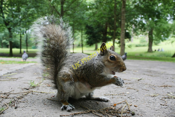Photo 6"x4" Squirrel at Alexandra Park Hastings\/TQ8110 c2008