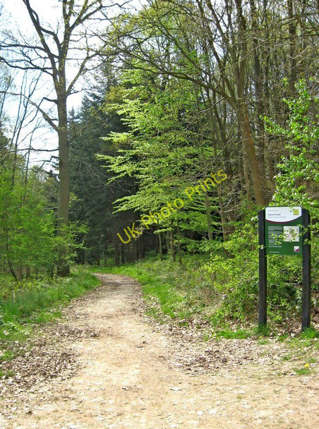 Photo 6"x4" Path at the edge of Wyre Forest Buttonoak c2010 P1
