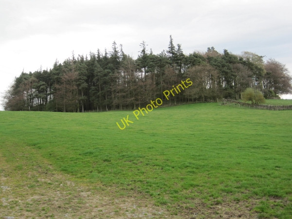 Photo 6"x4" Shildon Plantation Halton Shields c2010