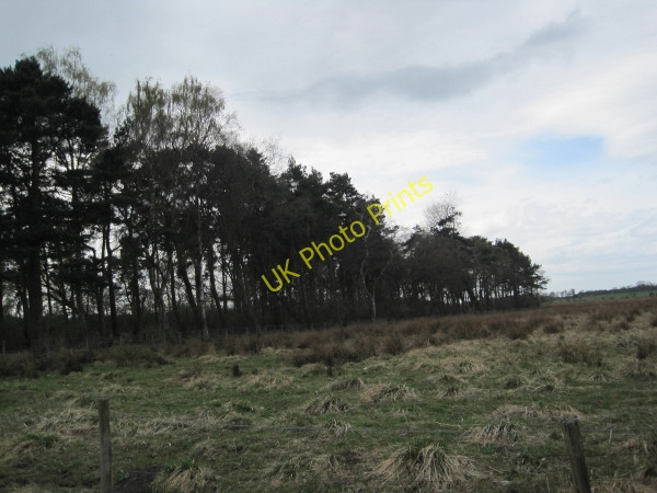 Photo 6"x4" Brockhole Plantation near Low Shildon Newton Hall\/NZ0365 c2010