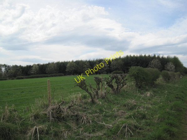 Photo 6"x4" Plantation near Aydon Aydon c2010