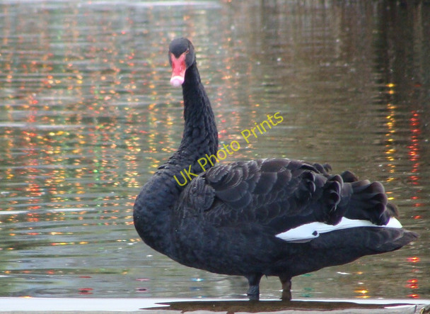 Photo 6"x4" Who are you looking at? Dawlish c2010