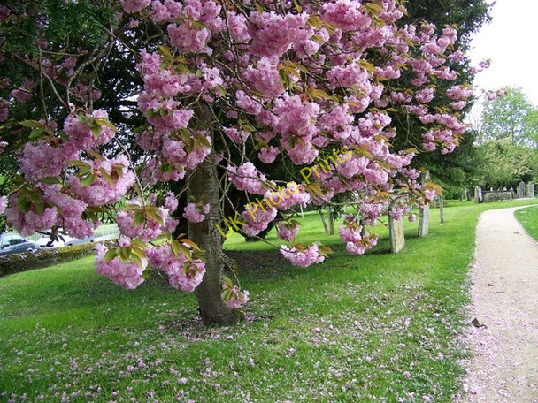Photo 6"x4" Blossoms, Middle Woodford Middle Woodford c2010