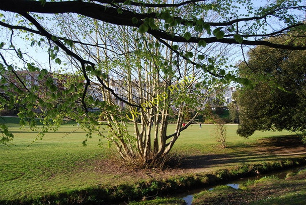 Photo 6"x4" Coppiced tree, Alexandra Park Hastings\/TQ8110 c2010