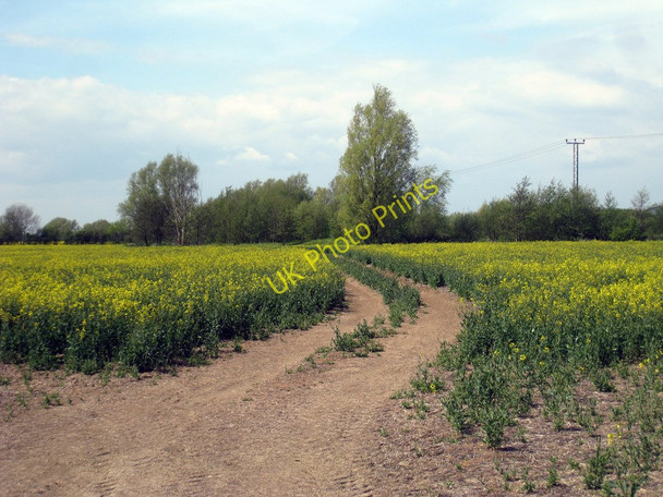 Photo 6"x4" Track through Oilseed Rape Field Sevington\/TR0340 c2010