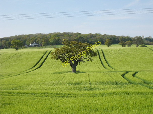 Photo 6"x4" Lone Tree Aldington\/TR0636 c2010
