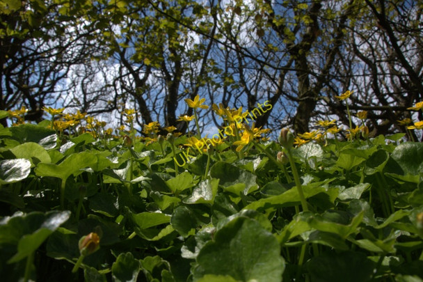 Photo 6"x4" Halligarth plantation, Baltasound Baltasound c2010
